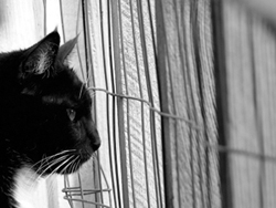 black and white cat photo