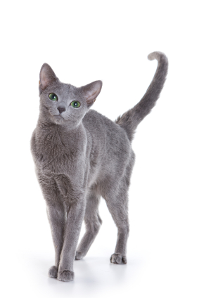 Russian Blue Small Cat