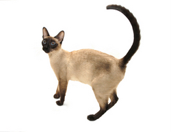 Siamese Cat