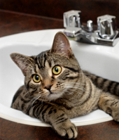 cat in sink