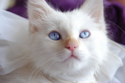 white kitten