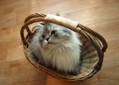 cat gift basket