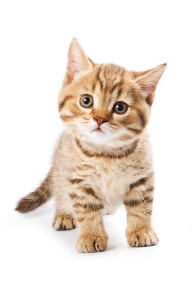 Celtic Cat Names for Cute Kittens