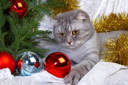 Christmas Cat Picture